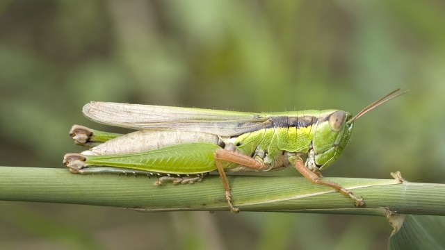 イナゴ